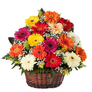 Canasto con 30 gerberas
