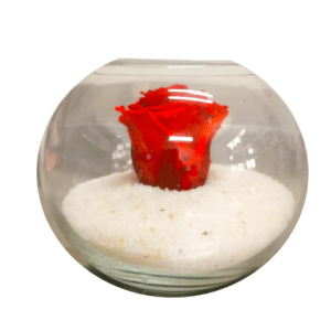 Pecera con rosa preservada